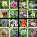 Blossombs Seed Bomb - Gift Decoration