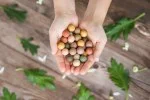 Blossombs Seed Bomb - Gift Decoration
