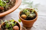 Blossombs Seed Bomb - Gift Decoration