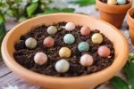 Blossombs Seed Bomb - Gift Decoration 