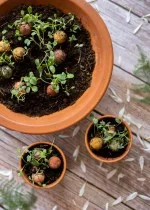 Blossombs Seed Bomb - Gift Decoration 