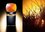 Le Gemme Ambero Eau de Parfum for Men 100 ml