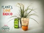 Radico Herbal treatment BIO (100 g) - Hibiscus - against greying and hair loss