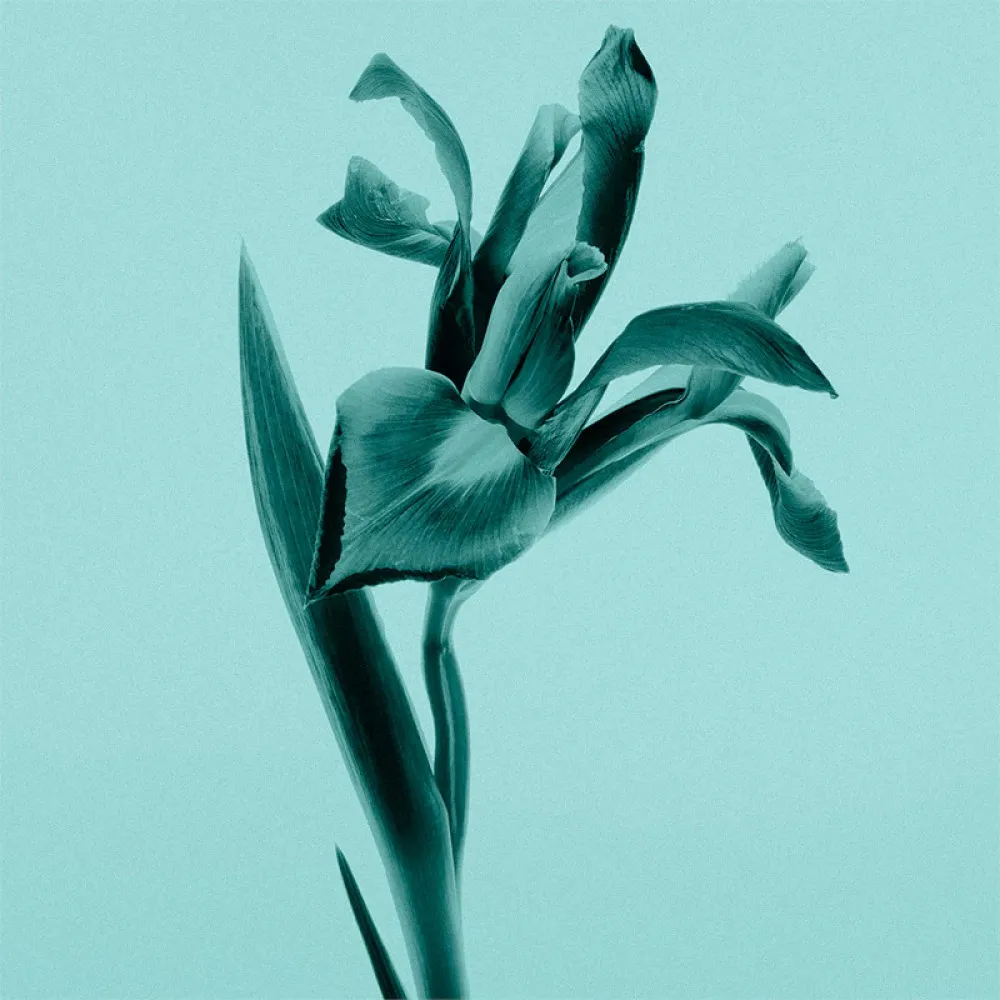 Tiffany Sheer Eau de Toilette 75 ml for Women