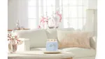 Clean Cotton Signature Medium Candle 368 g