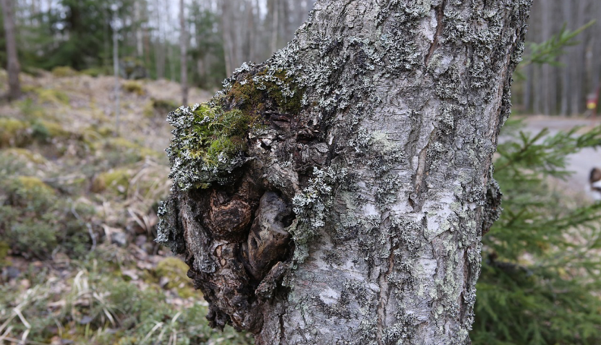The Nordic chaga mushroom has many benefits for your health