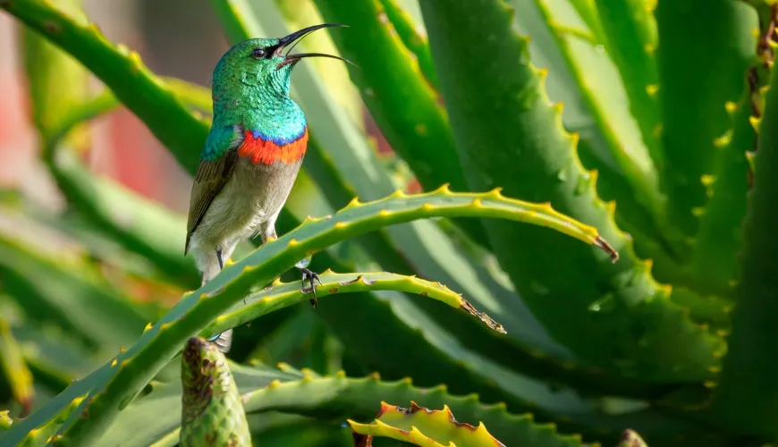 How to Use Aloe Vera in Your Daily Care