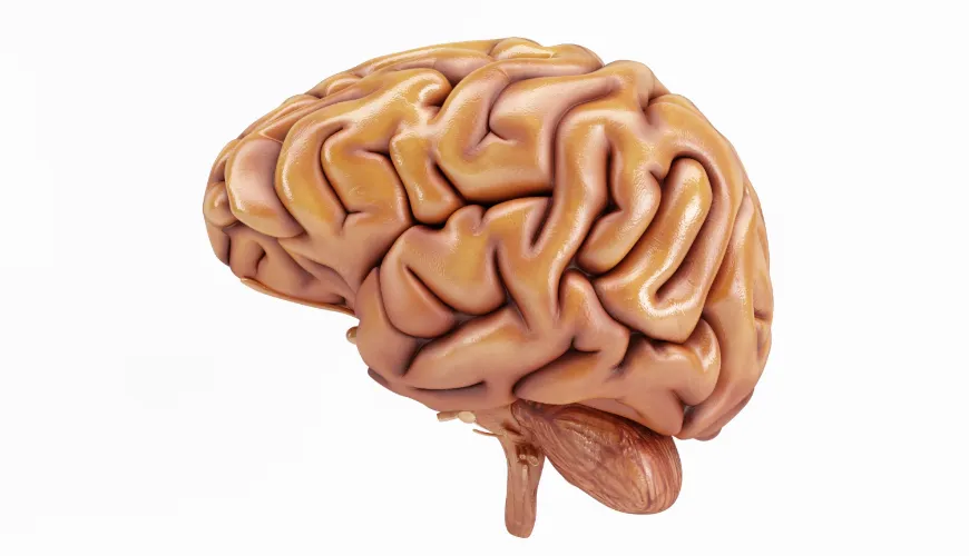 Nootropics: How to Improve Your Brain and Live Life to the Fullest?