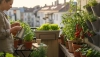 # How to Grow Vegetables on a Balcony

Growing vegetables on a balcony is a great way to enjoy fresh