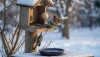 A bird feeder in winter is only beneficial with proper care