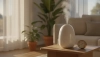 Humidifier or dehumidifier, or when to reach for which one

---

Humidity in your home affects not o