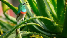 How to Use Aloe Vera in Your Daily Care