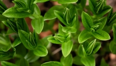 Andrographis regenerates the liver and detoxifies the body.