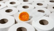 Bamboo Toilet Paper is Changing the Approach to Hygiene