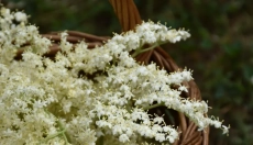 Health Benefits of Elderberry Liqueur and Its Preparation