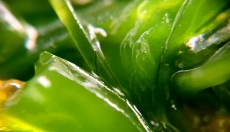 Chlorophyll helps detoxify and regenerate the body