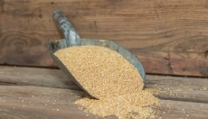 Health and ecology go hand in hand with sorghum