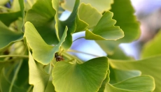 Ginkgo biloba - an effective aid for high blood pressure