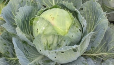 Cabbage Recipes and Their Benefits