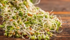 Find out how sprouts improve health and vitality