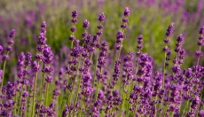 How Lavender Helps Manage Stress and Improve Mood