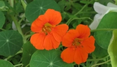 Natural Effects of Nasturtium in Drops
