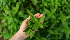 Mint is not always safe. Be aware of its side effects.