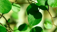Why you should include moringa in your diet