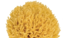 Sea Sponge - Gentle Care for Body and Home