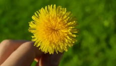 Dandelion Tea and Its Beneficial Effects on the Body