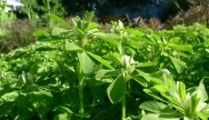 Effects of Fenugreek on Skin and Metabolism