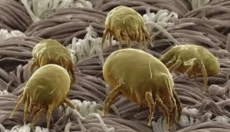 How to Prevent Mite Bites and Maintain Healthy Skin