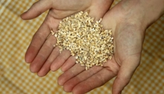 Do barley grains contain gluten and why is it important to know?