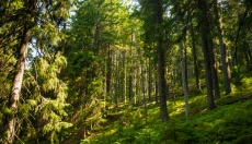 Pink noise brings a calmer mind and deeper sleep