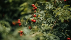 Rosehip oil will help soothe your skin, moisturize and heal scars