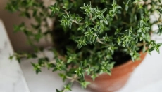 How to Easily Make Thyme Ointment at Home