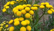 Medicinal Effects of Tansy That Will Surprise You