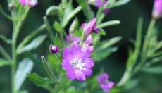 Support Your Health with Small-Flowered Willow Herb