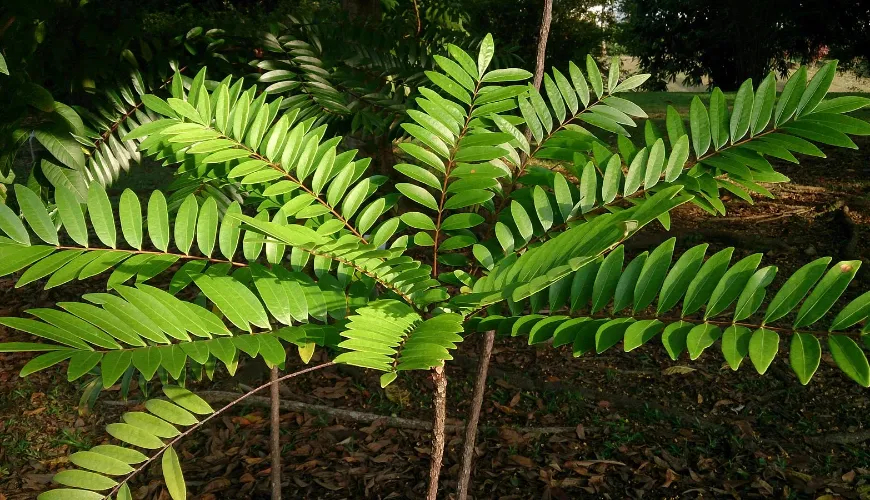 Discover the power of Tongkat Ali for your health and vitality